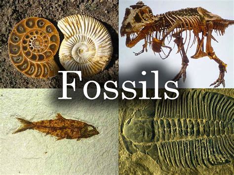 how do fossils originate.